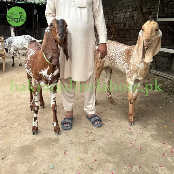 Bakra - Approx Meat After Qurbani - 36-38Kg