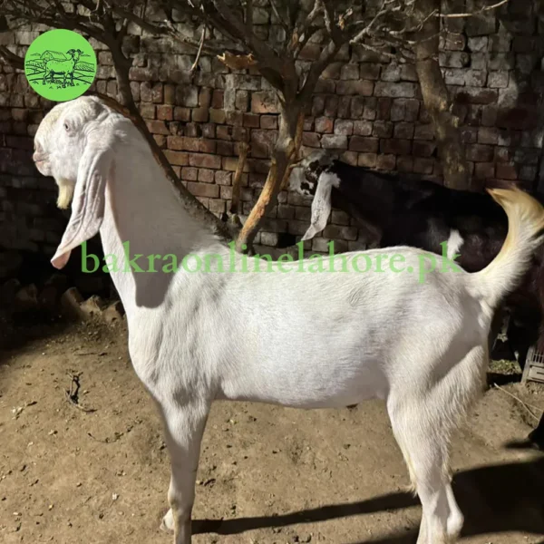 Bakra - Approx Meat After Qurbani - 45kg