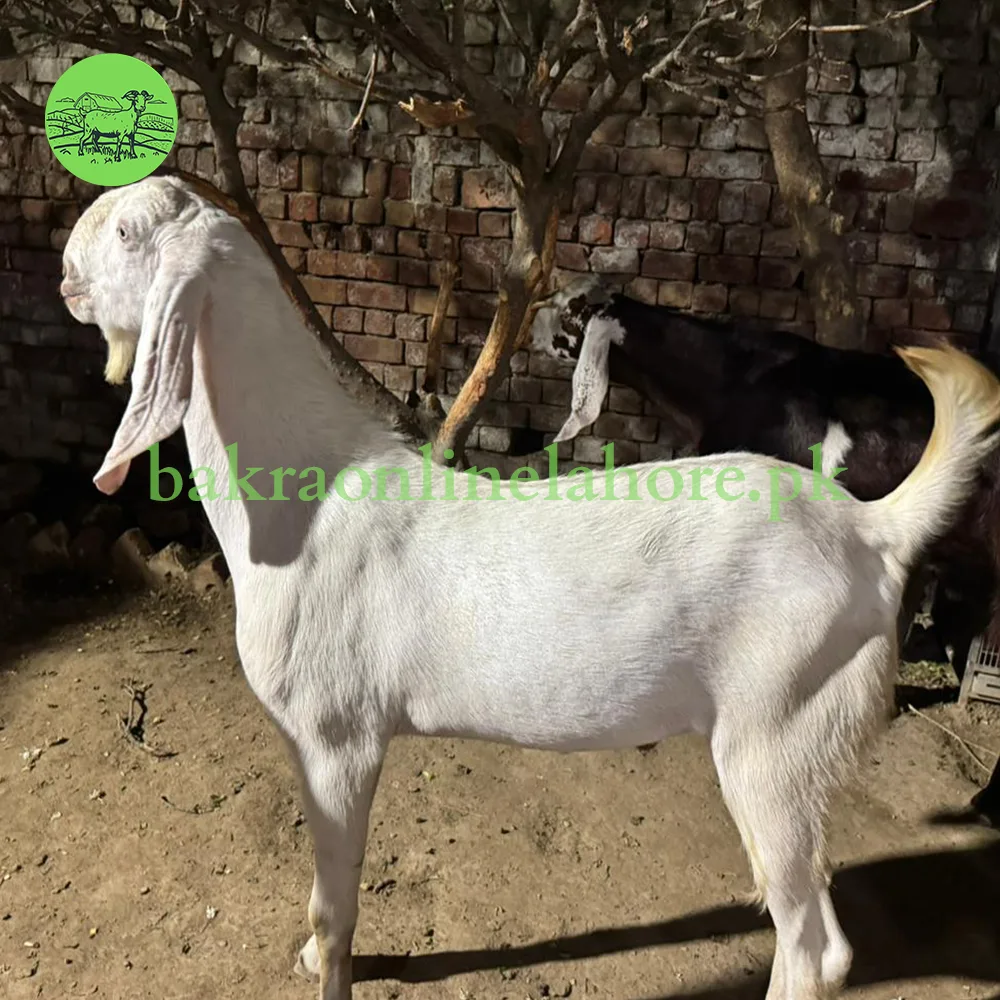 Bakra - Approx Meat After Qurbani - 45kg