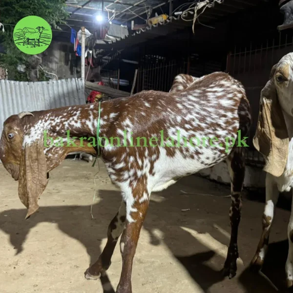 Bakra - Approx Meat After Qurbani - 36-38KG