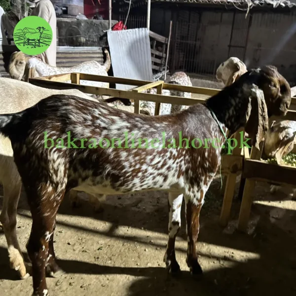 Bakra - Approx Meat After Qurbani - 40-42kg