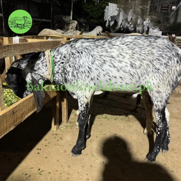 Bakra - Approx Meat After Qurbani - 45kg