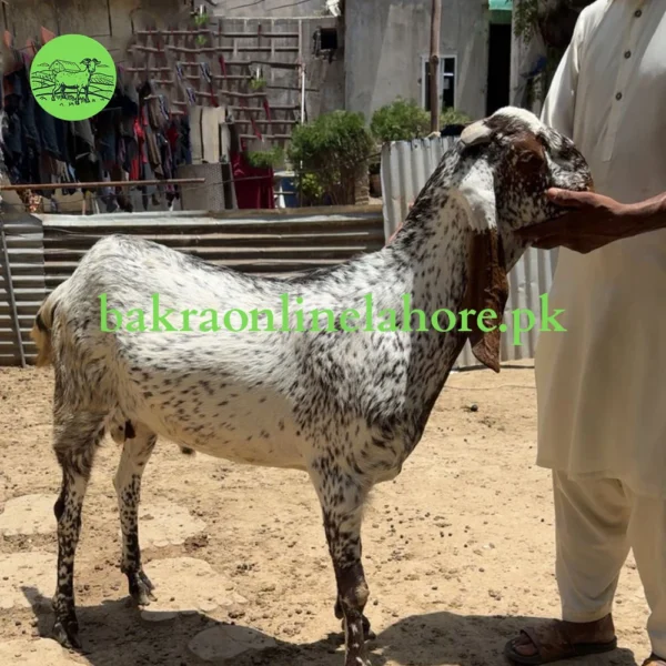 Bakra - Approx Meat After Qurbani - 45kg