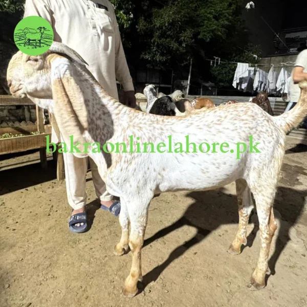 Bakra - Approx Meat After Qurbani - 32-34KG