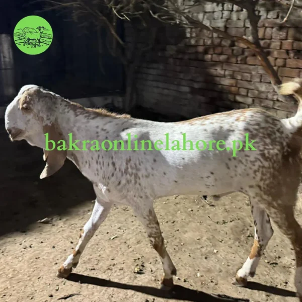 Bakra - Approx Meat After Qurbani - 36-38KG
