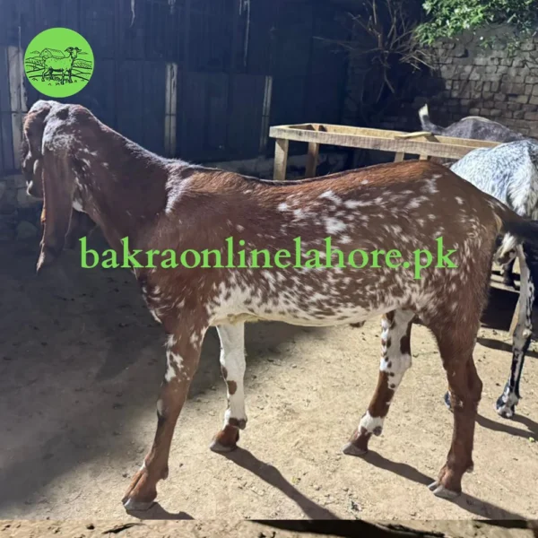 Bakra - Approx Meat After Qurbani - 40-42kg