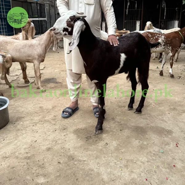 Bakra - Approx Meat After Qurbani - 35-38KG